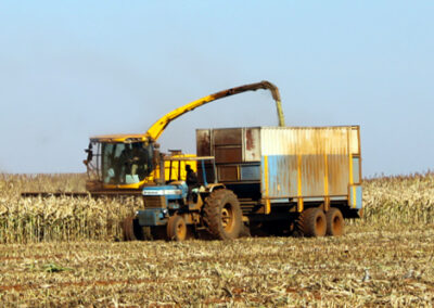 kuilvoer sny / silage harvesting